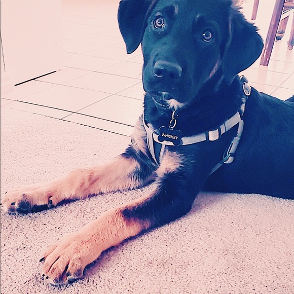 Meet your Posher, Sierra - Picture 1 of 1